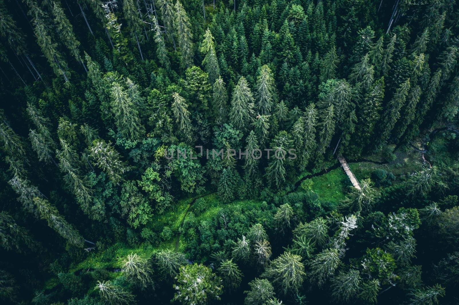 Aerial view of green tops of pine wood