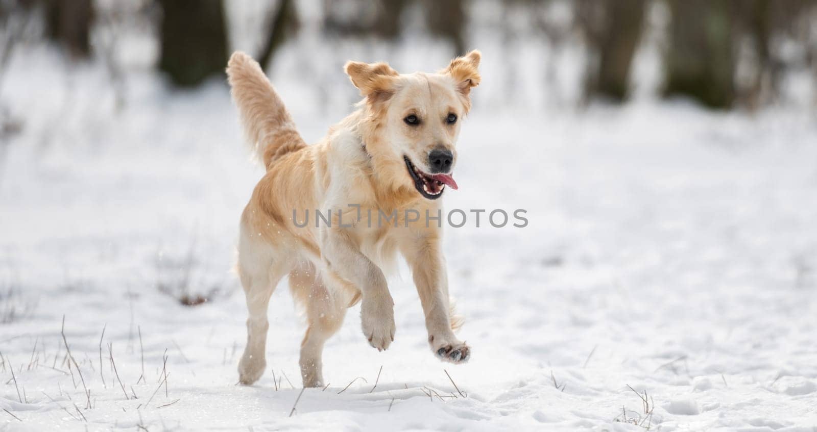 Golden retriever dog running fast with tongue sticking out during winter walk in snowy wood