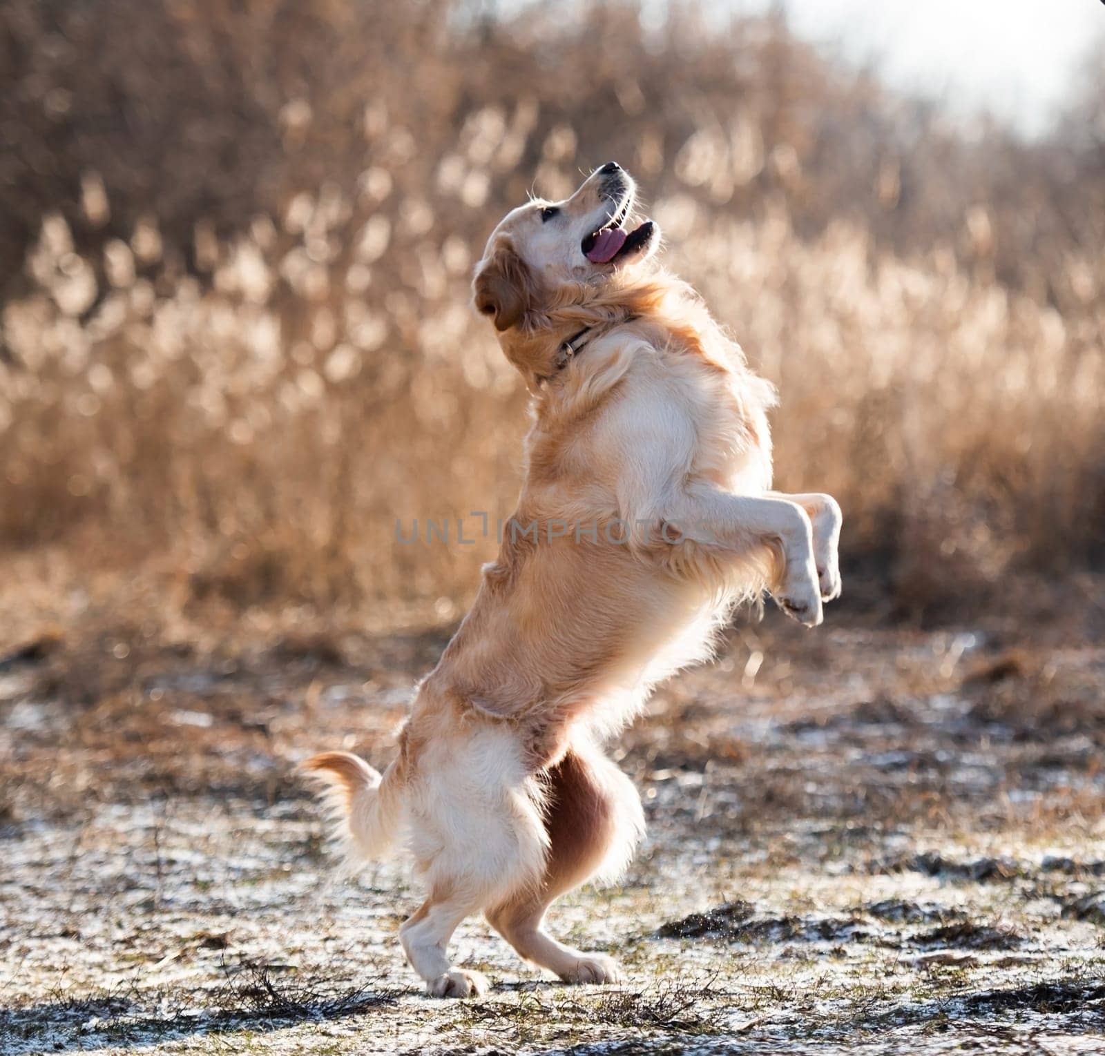 Golden retriever dog standing on his hind legs during training outdoors. Cute pet doggy labrador playing and jumping in the field in early spring time