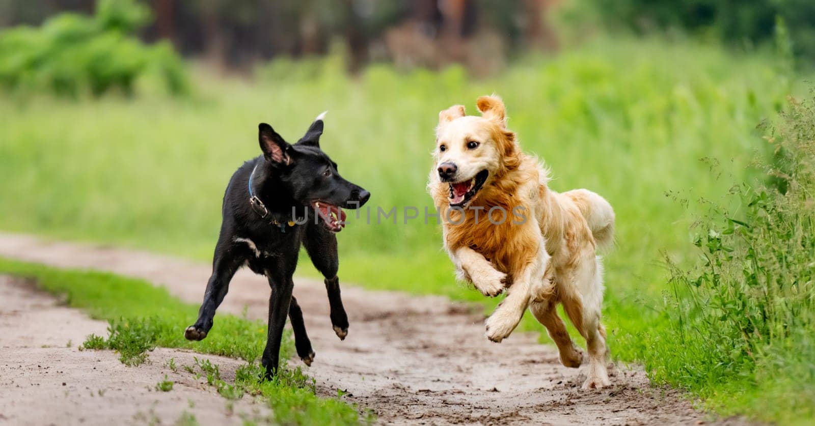 Golden retriever dog and black shepherd running together outdoors in sunny day. Two purebred doggie pets playing at nature