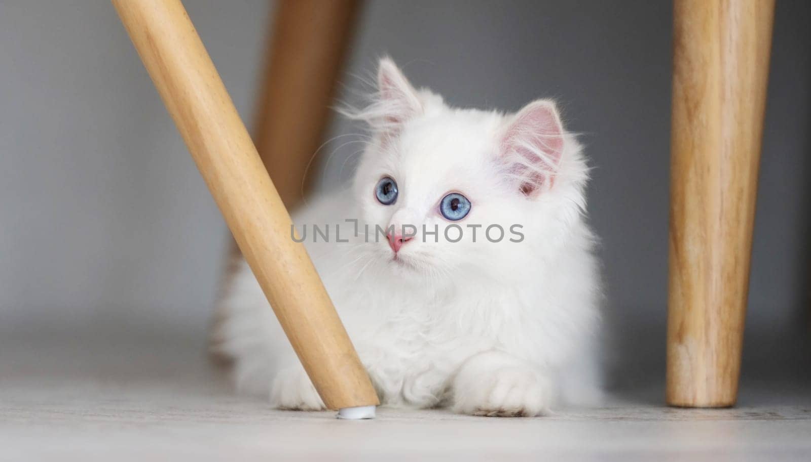 Adorable white fluffy ragdoll cat with beautiful blue eyes lying on the floor and looking back. Domestic feline pet resting at home