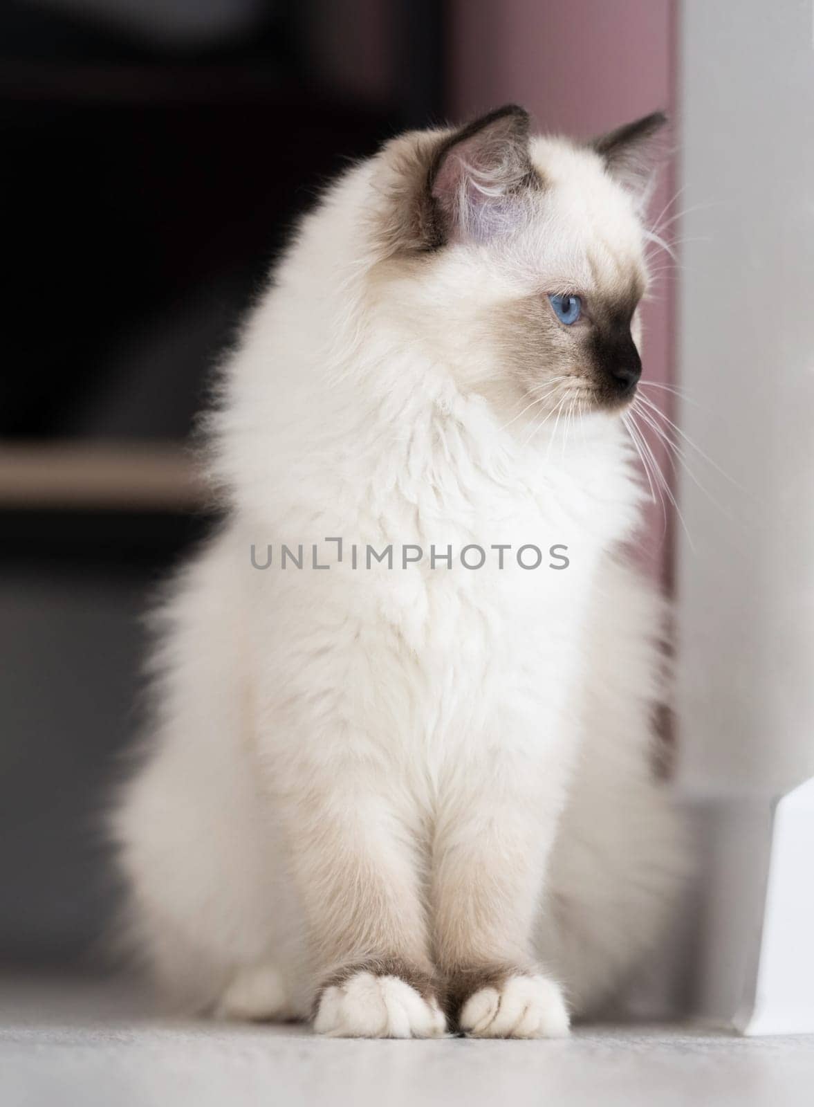 Ragdoll cat indoors by GekaSkr