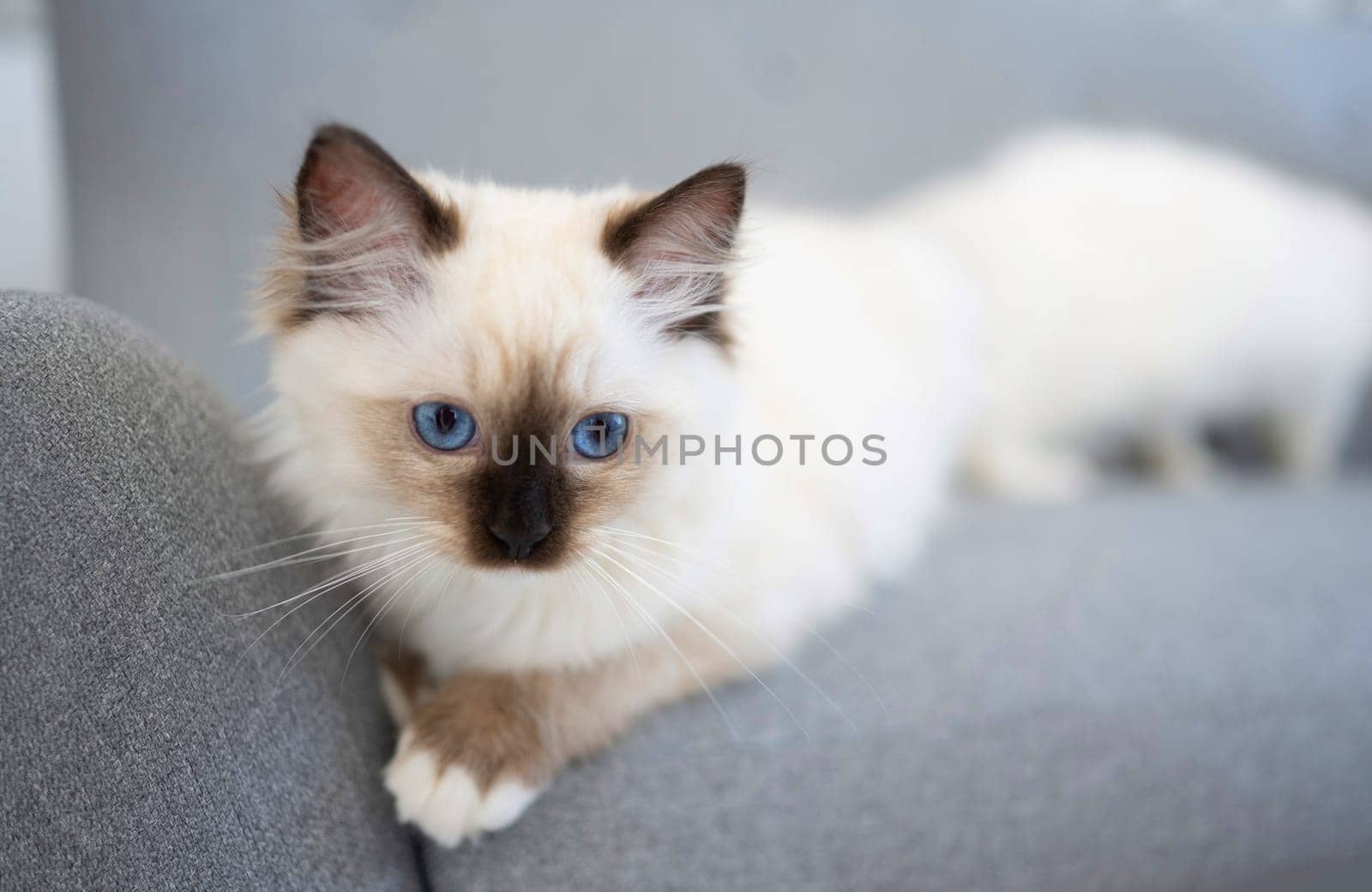 Lovely fluffy ragdoll cat with black nose lying on the grey sofa and looking with beautiful blue eyes. White furry purebred feline pet resting outdoors