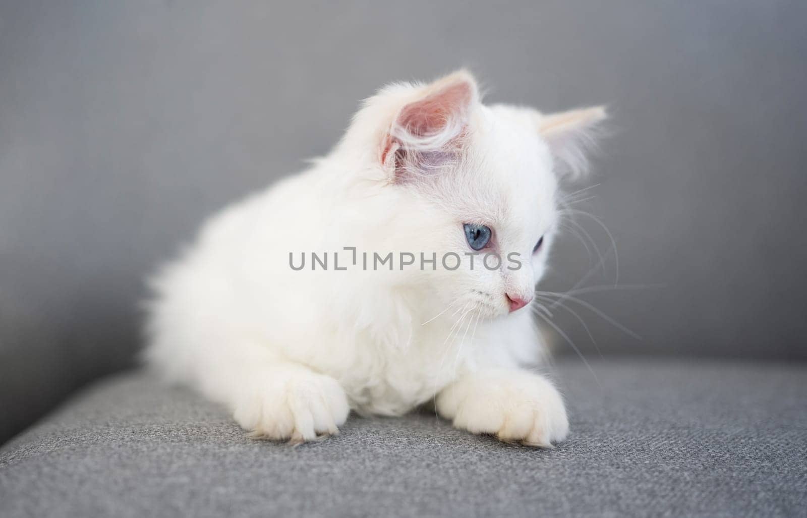 Lovely fluffy ragdoll cat lying on the grey sofa and looking down with beautiful blue eyes. White furry purebred feline pet resting indoor