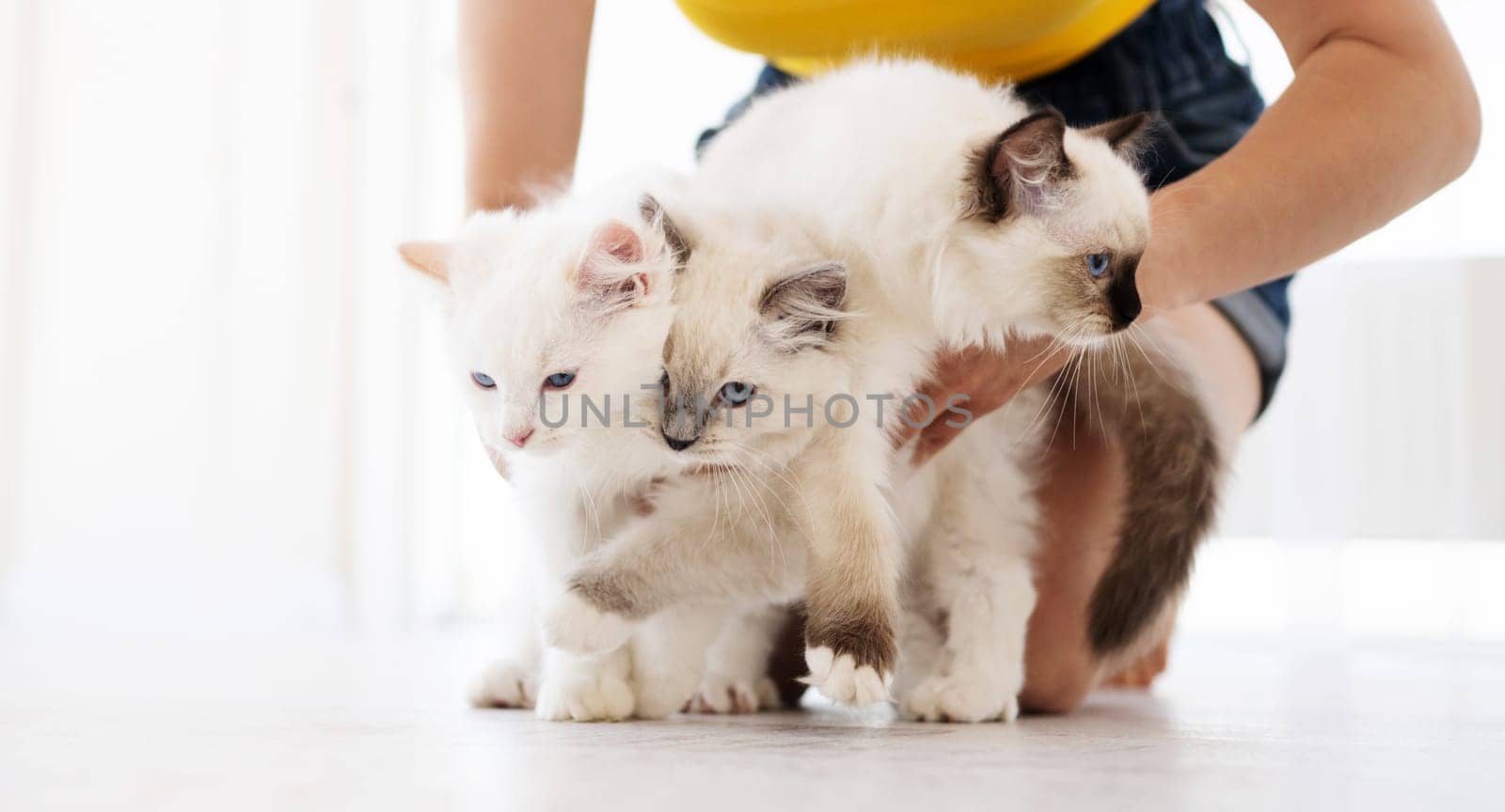 Owner girl holding with her hands three adorable white ragdoll cats on white background. Lovely fluffy purebred feline family outdoors together