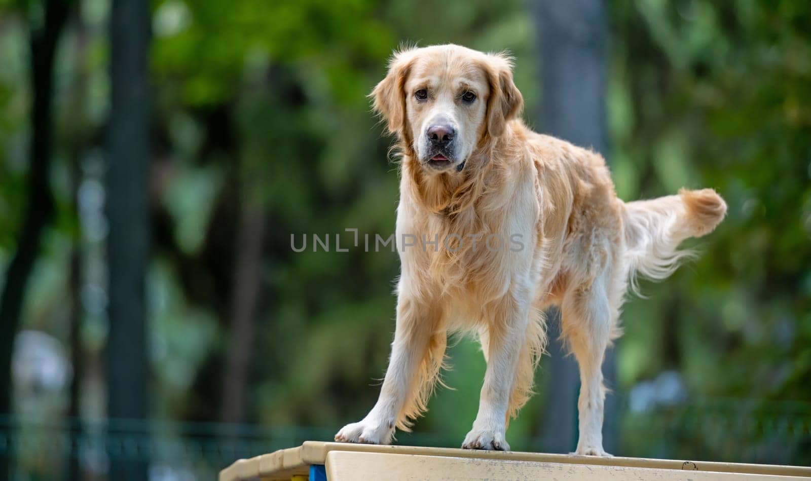 Golden retriever dog training by GekaSkr