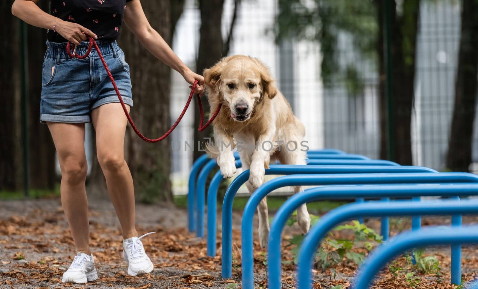 Girl training golden retriever dog in the park outdoors at summer. Young woman with doggie pet labrador exercising