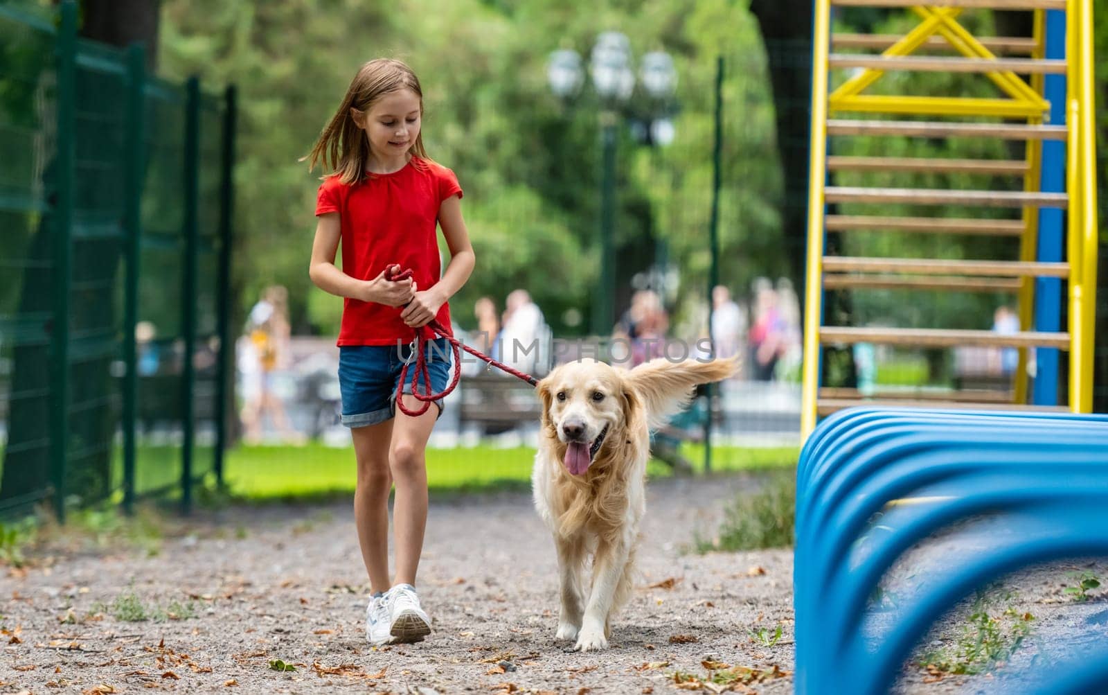 Girl child training golden retriever dog in the park at summer. Preteen female walking with doggie pet outdoors