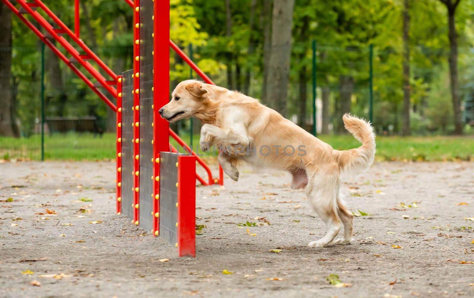 Golden retriever dog exercising in the autumn park outdoors. Purebred doggy pet jumping