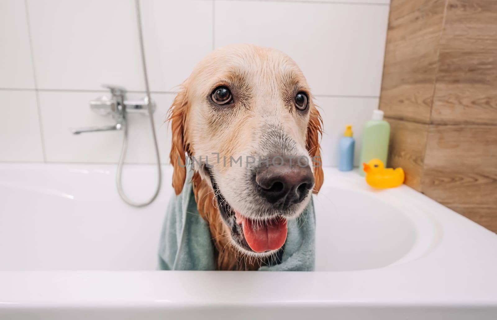 Golden retriever dog taking bath by GekaSkr