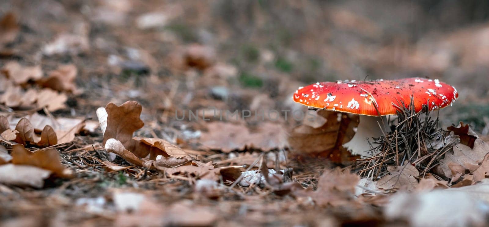 Beautiful fly agaric mushroom in the woodland in autumn time outdoors. Poisoned red amanita in forest closeup