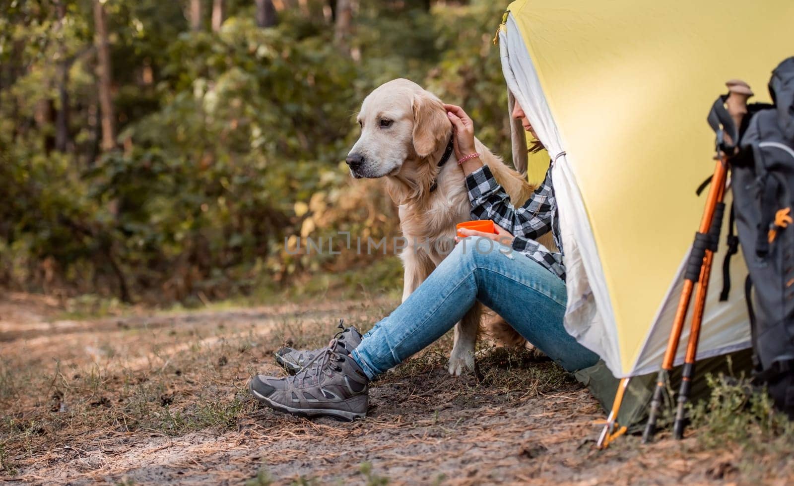 Cute golden retriever dog sitting in the camping in the wood close to tent with his owner drinking tea. Hiking adventure with pet doggy in mountains forest