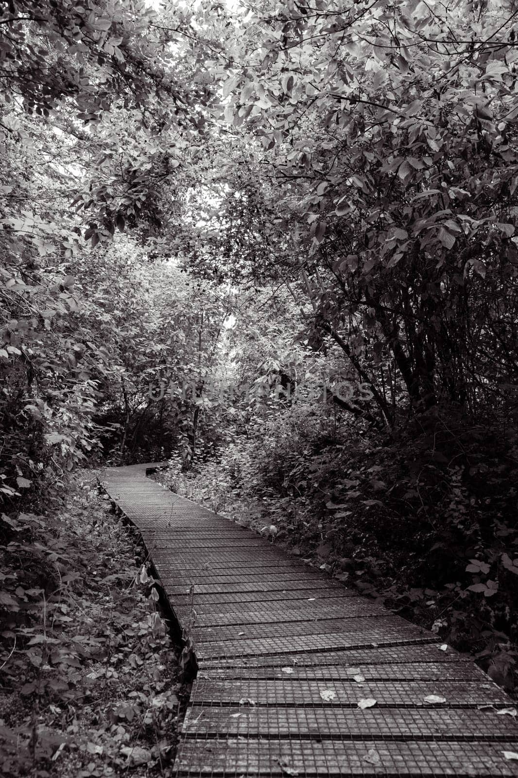 Wooden boardwalk trail in the woods in black and white by Granchinho