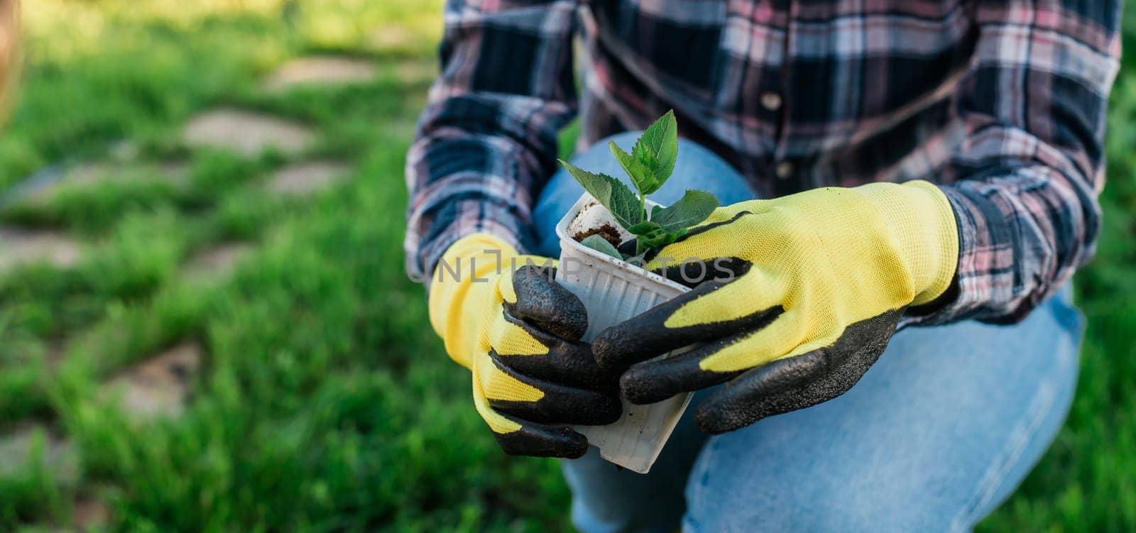 Banner Hand of woman gardener in gloves holds seedling of small apple tree in her hands preparing to plant it in the ground. Tree planting concept by Satura86