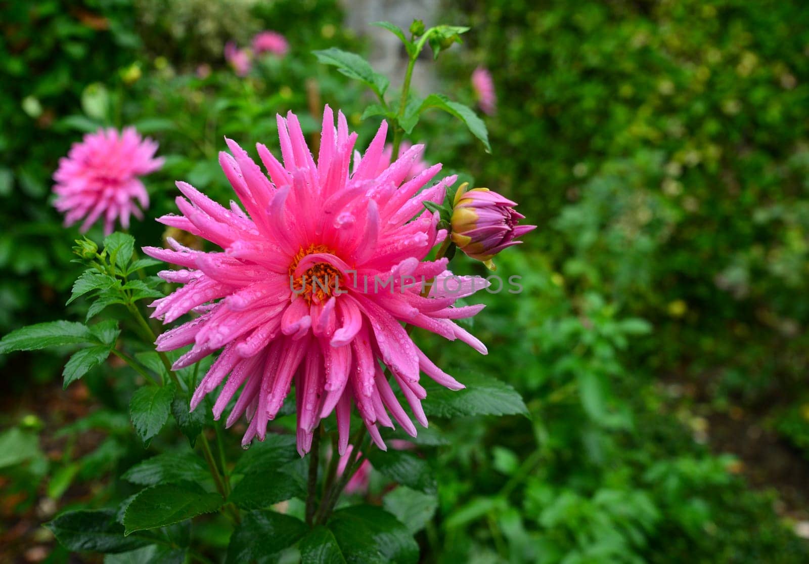 pink dahlia flower with drops of rain