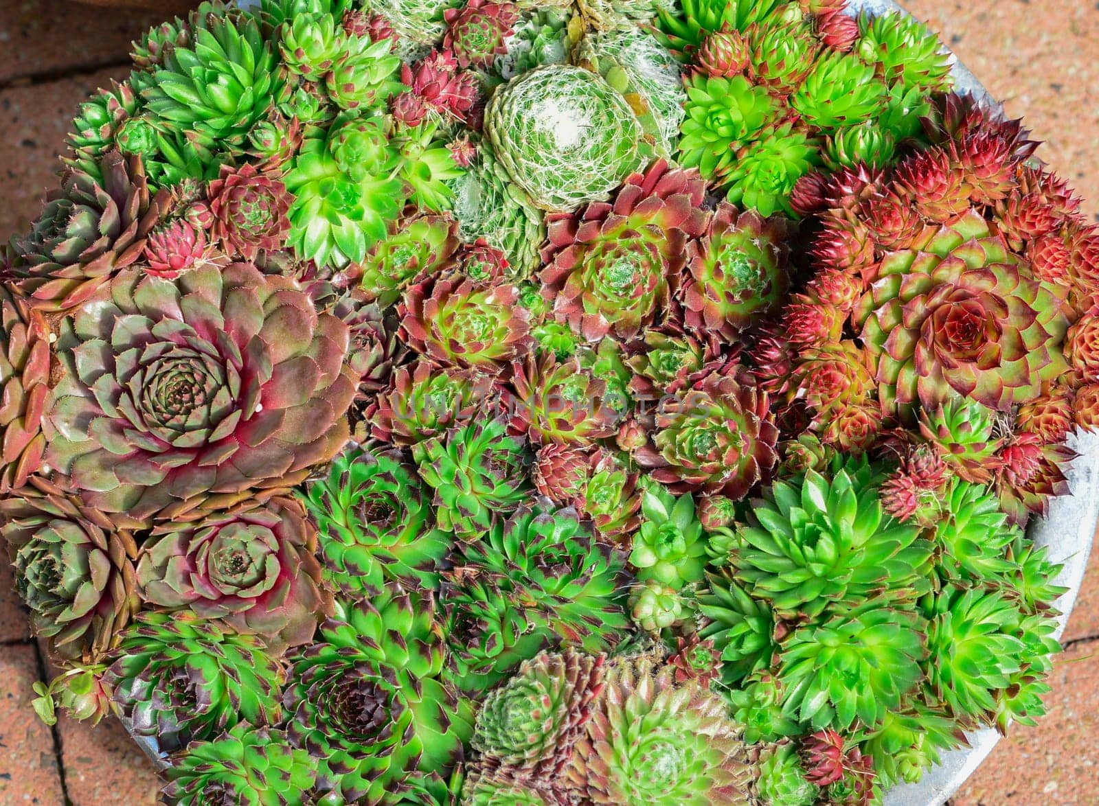 The different miniature succulent plants
