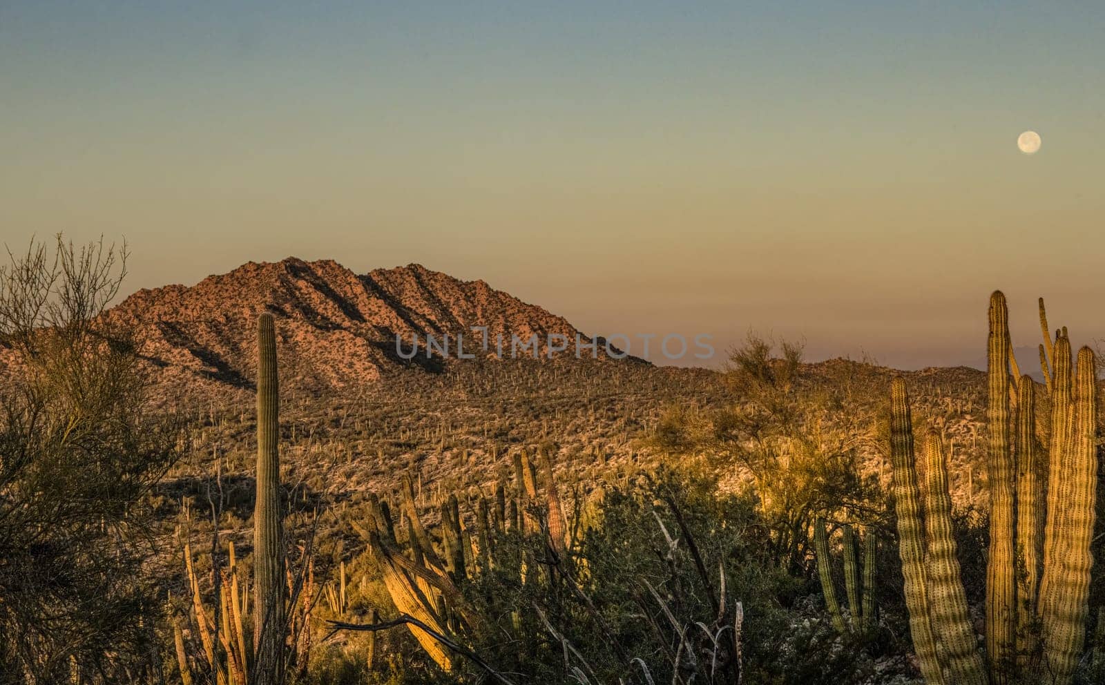Desert Mountain Organ Pipe in sunrise silhouette by lisaldw