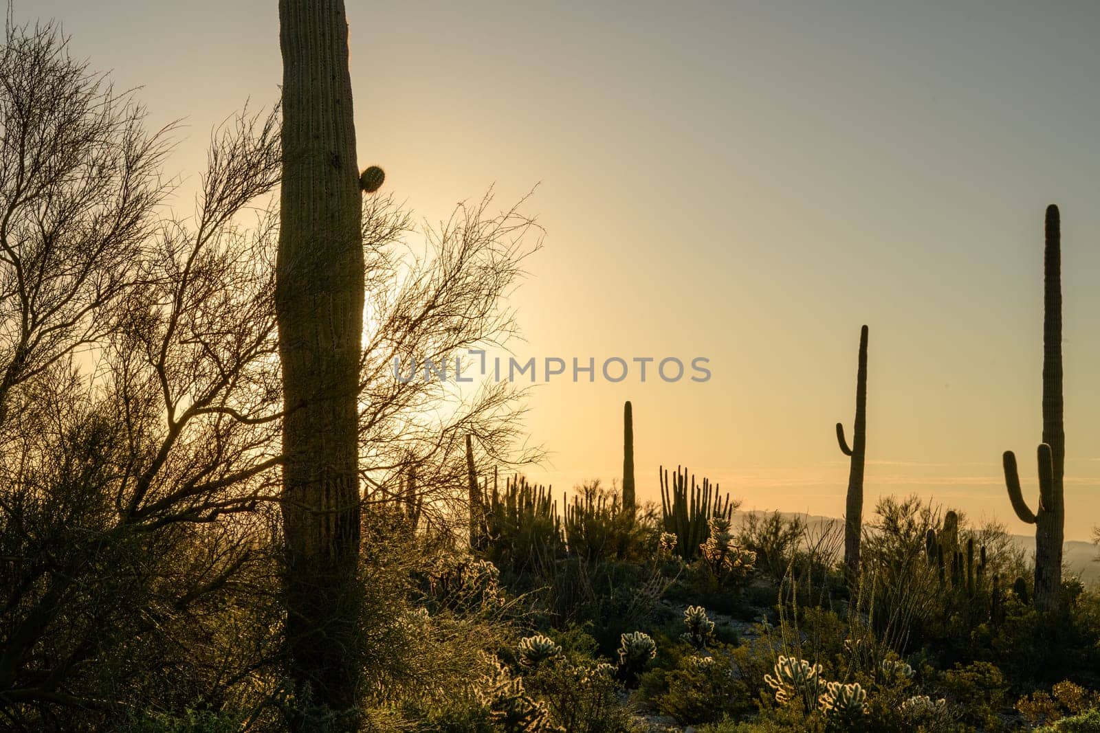 Desert Saguaro in morning silhouette