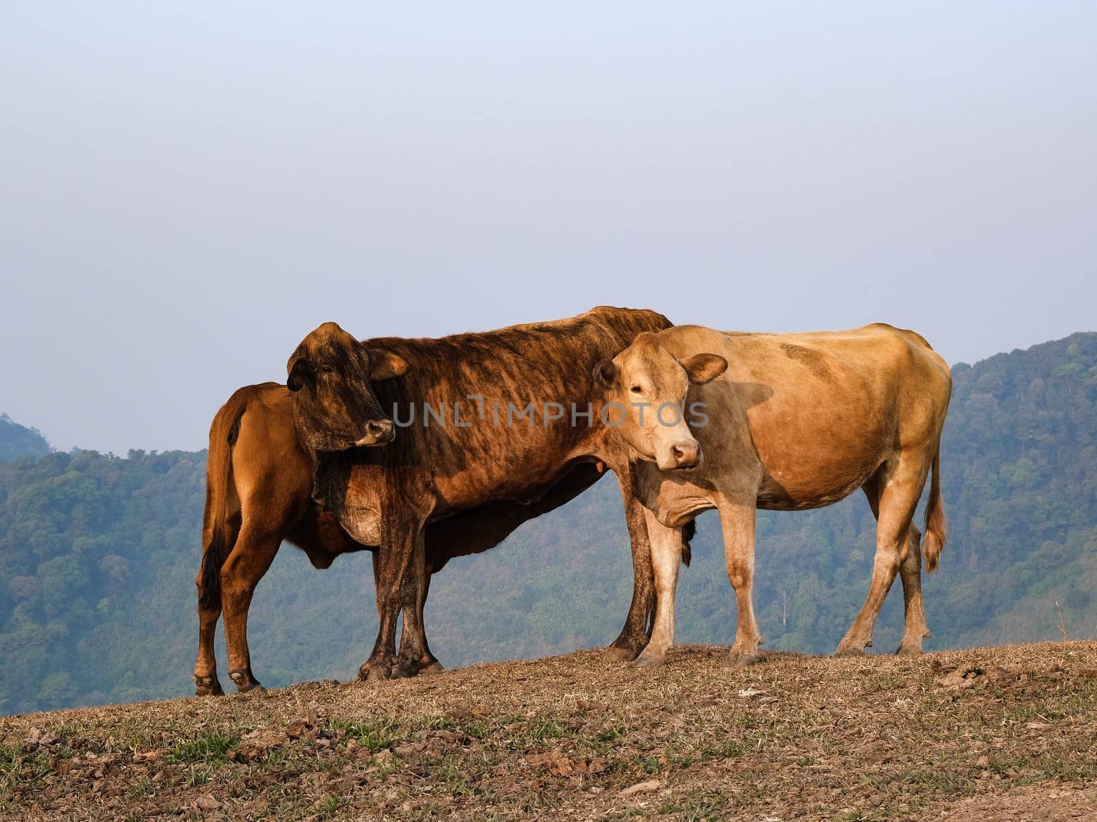 Herd of cows in summer meadow on mountain background. Herd of white and brown cows grazing on an autumn morning in a mountain pasture. by TEERASAK