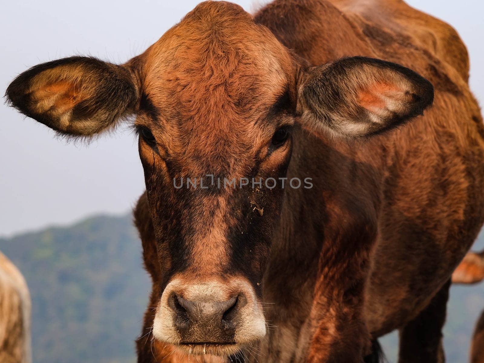 Close-up shot of brown cow in pasture looking at camera on mountain background.