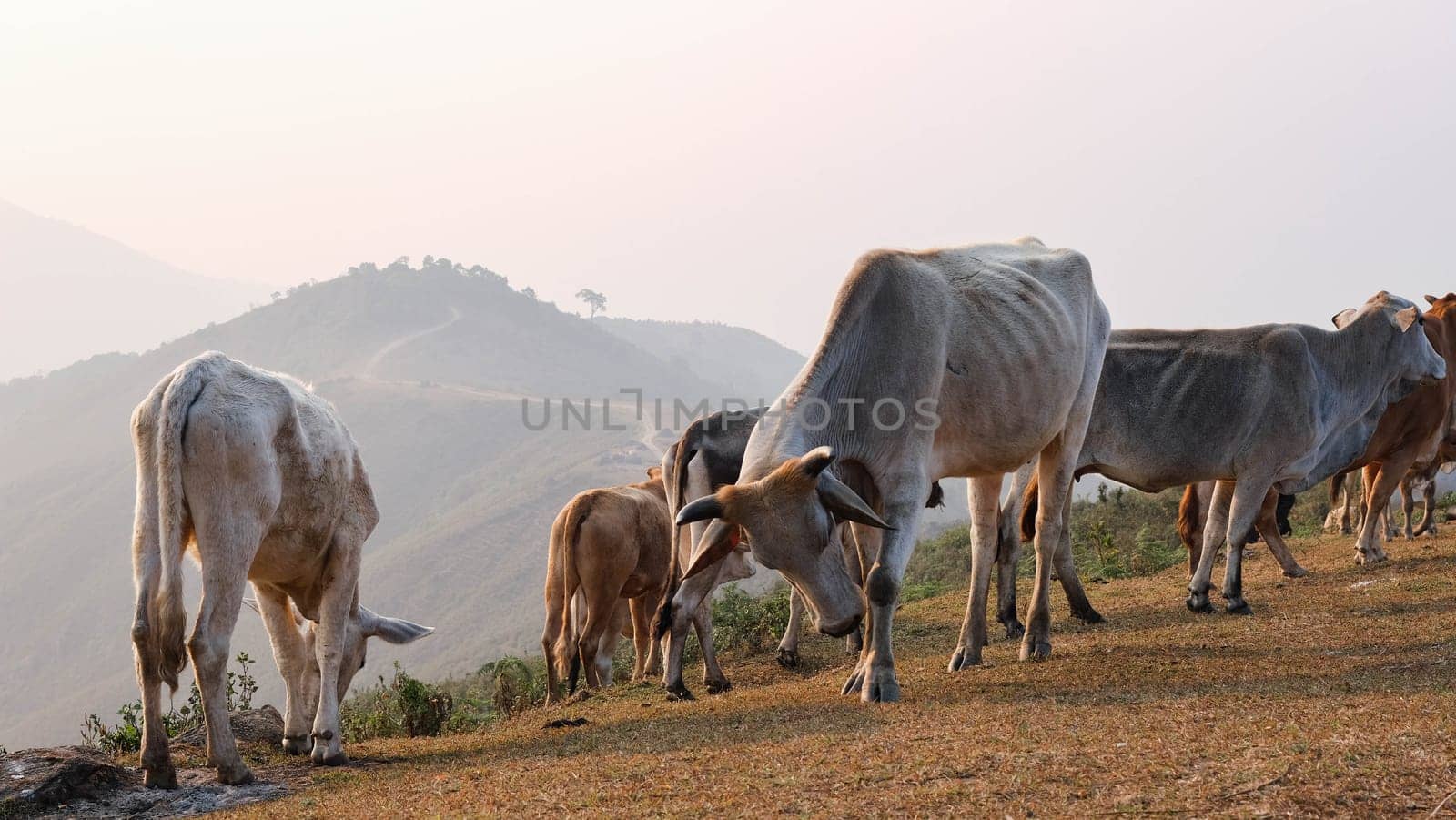 Herd of cows in summer meadow on mountain background. Herd of white and brown cows grazing on an autumn morning in a mountain pasture.