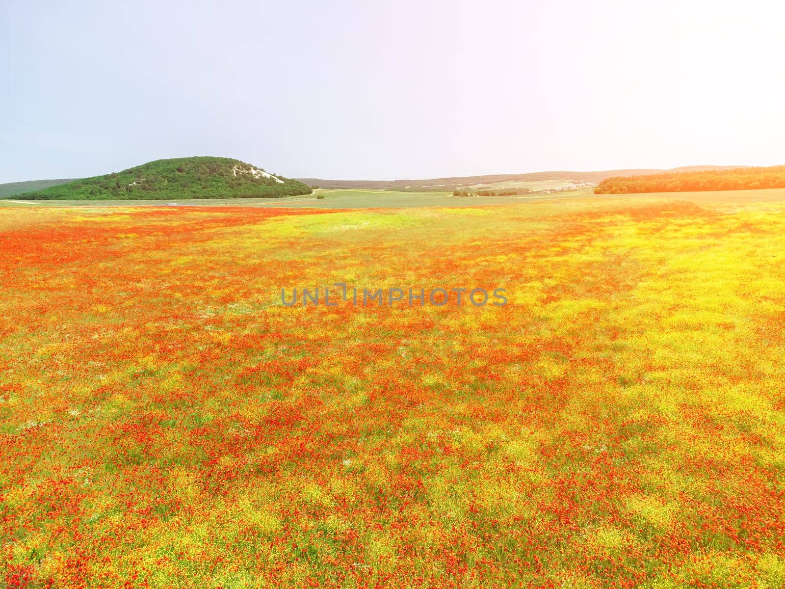 Field of red poppies. Aerial view. Beautiful field scarlet poppies flowers with selective focus. Red poppies in soft light. Glade of red poppies. Papaver sp. Nobody by panophotograph
