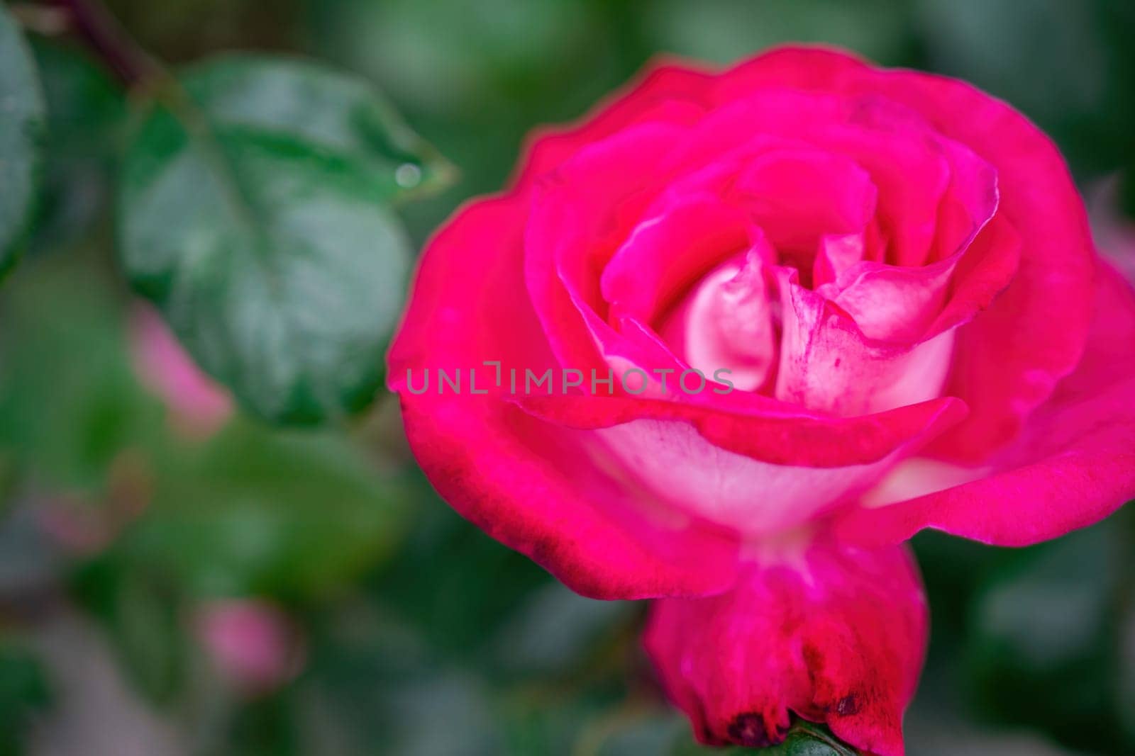 Pink Rose and Rosebuds in Garden, Close Up, Selective Focus. Rose blooms on a background of green leaves. Summer flower. Natural background. by panophotograph