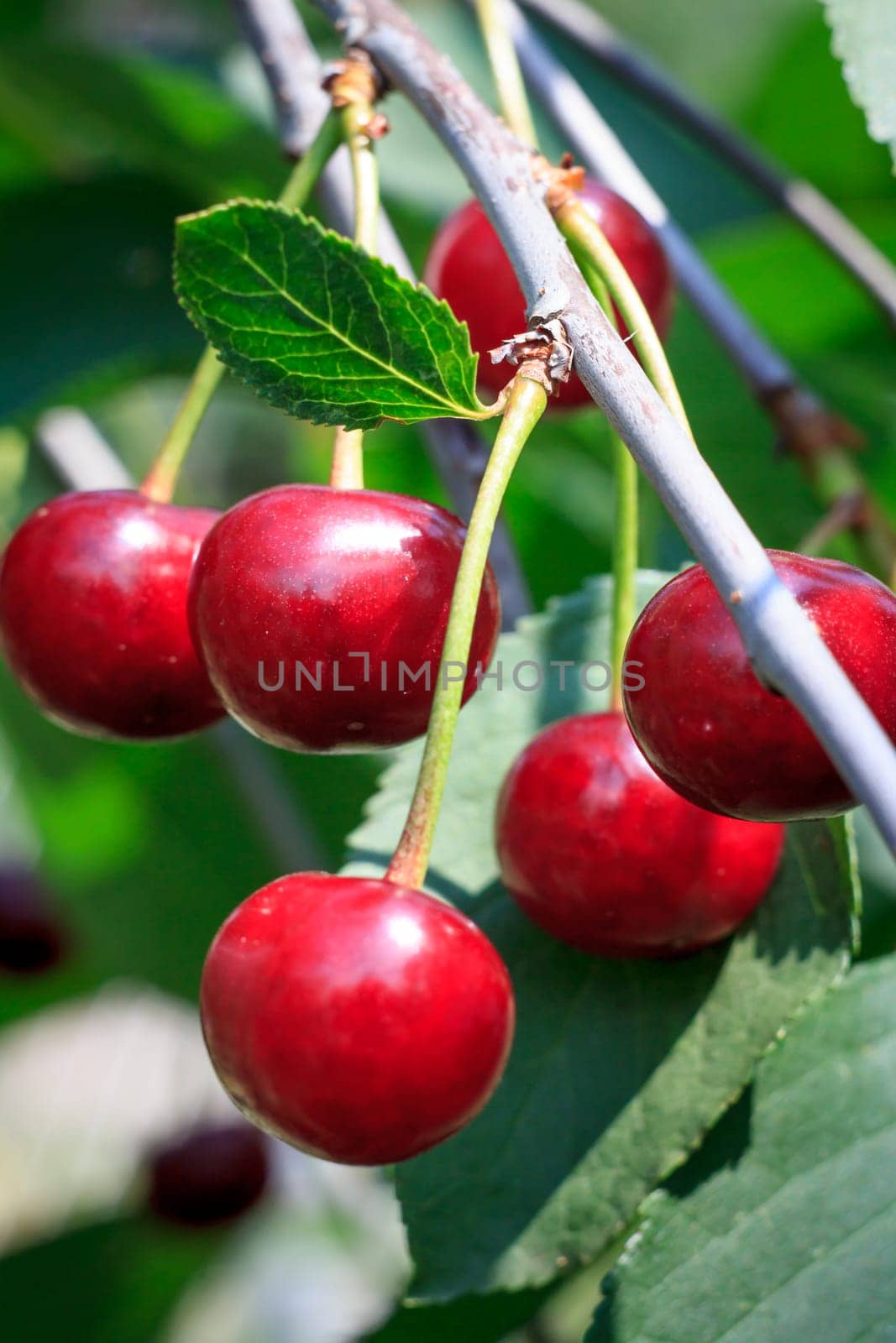 Ripe cherries on the tree in the garden in sunny summer day with green leaves on the background. Shallow depth of field.