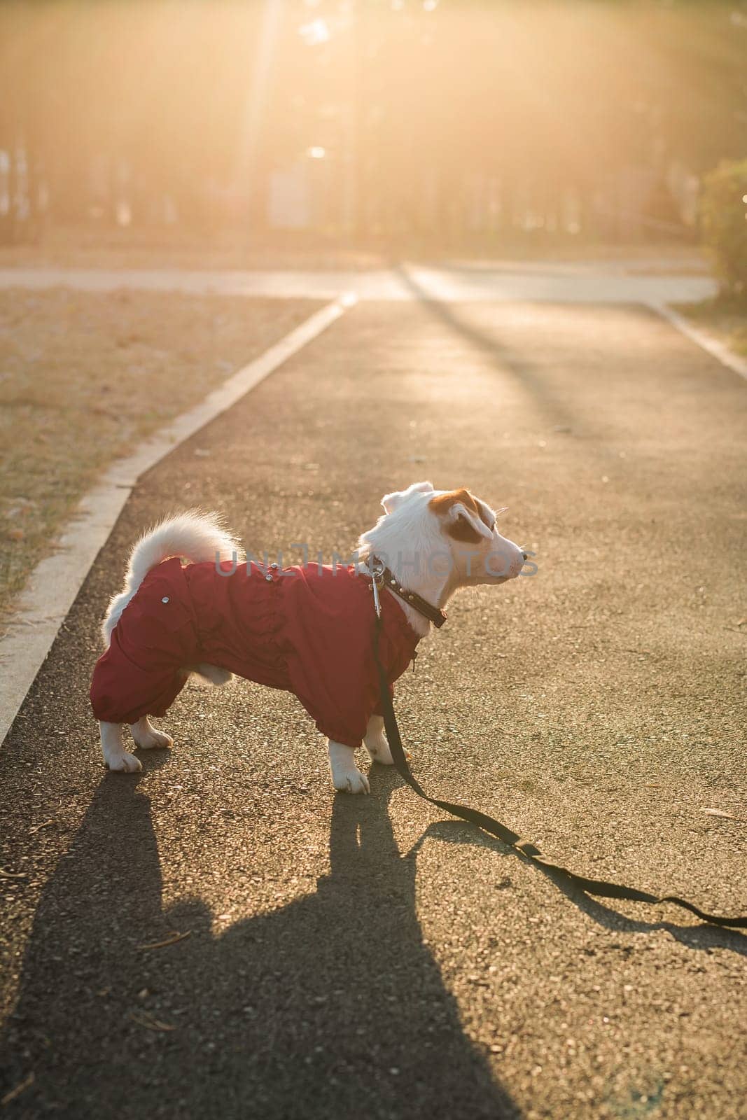Portrait of cute Jack Russell dog in suit walking in autumn park copy space and empty place for text. Puppy pet is dressed in sweater walks by Satura86