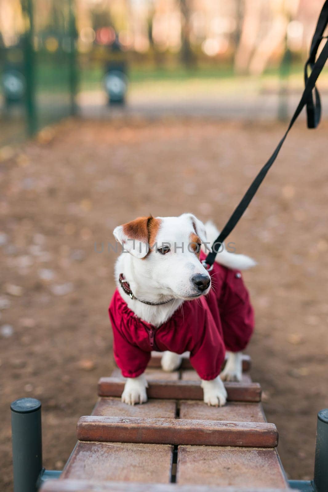 Jack russell terrier dog trainings outdoors in city park zone dog walking area background - pet lifestyle