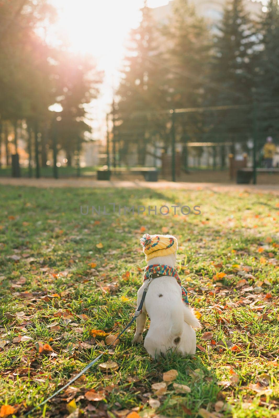 Back view portrait of cute Jack Russell dog in hat and scarf walking in autumn park copy space and empty place for text. Puppy pet is dressed in clothes walks by Satura86