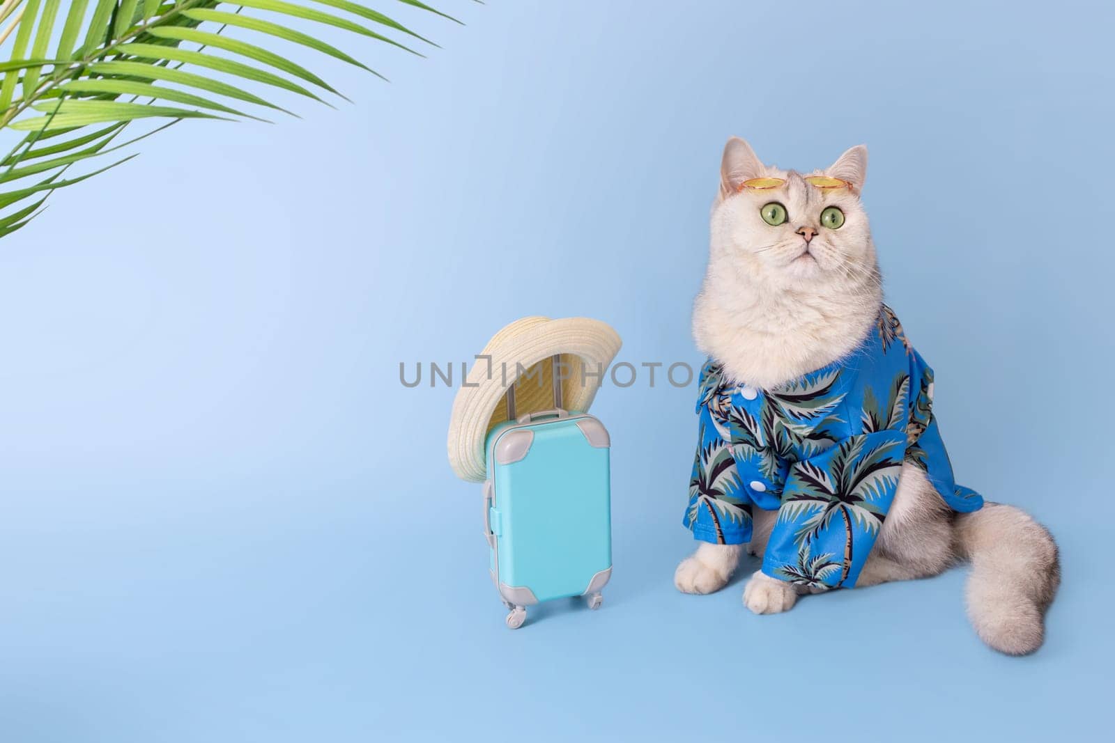 Funny stylish white cat in a blue summer shirt and yellow glasses on his head, sitting next to a small blue suitcase on a blue background, under palm leaves, looking up. Copy space