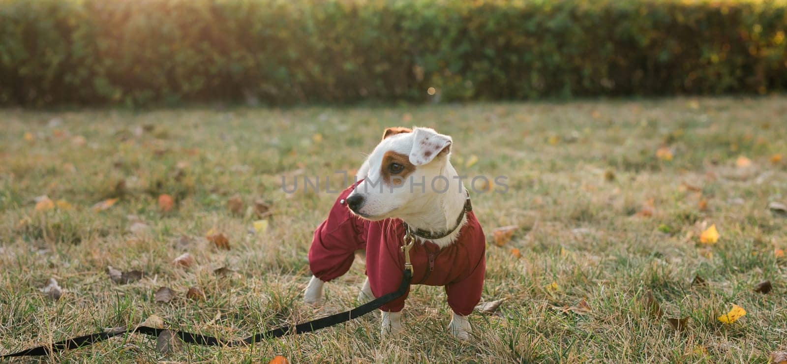 Closeup portrait of cute Jack Russell dog in suit walking in autumn park. Puppy pet is dressed in sweater walks