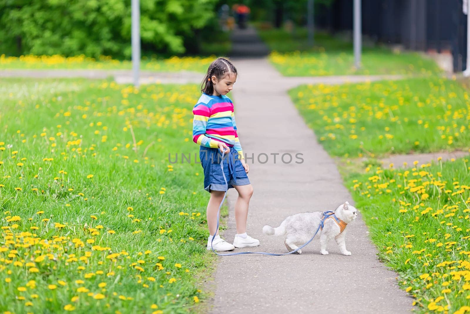 A little girl walks an adorable white British cat, dressed in an orange harness, in the park in spring. Copy space
