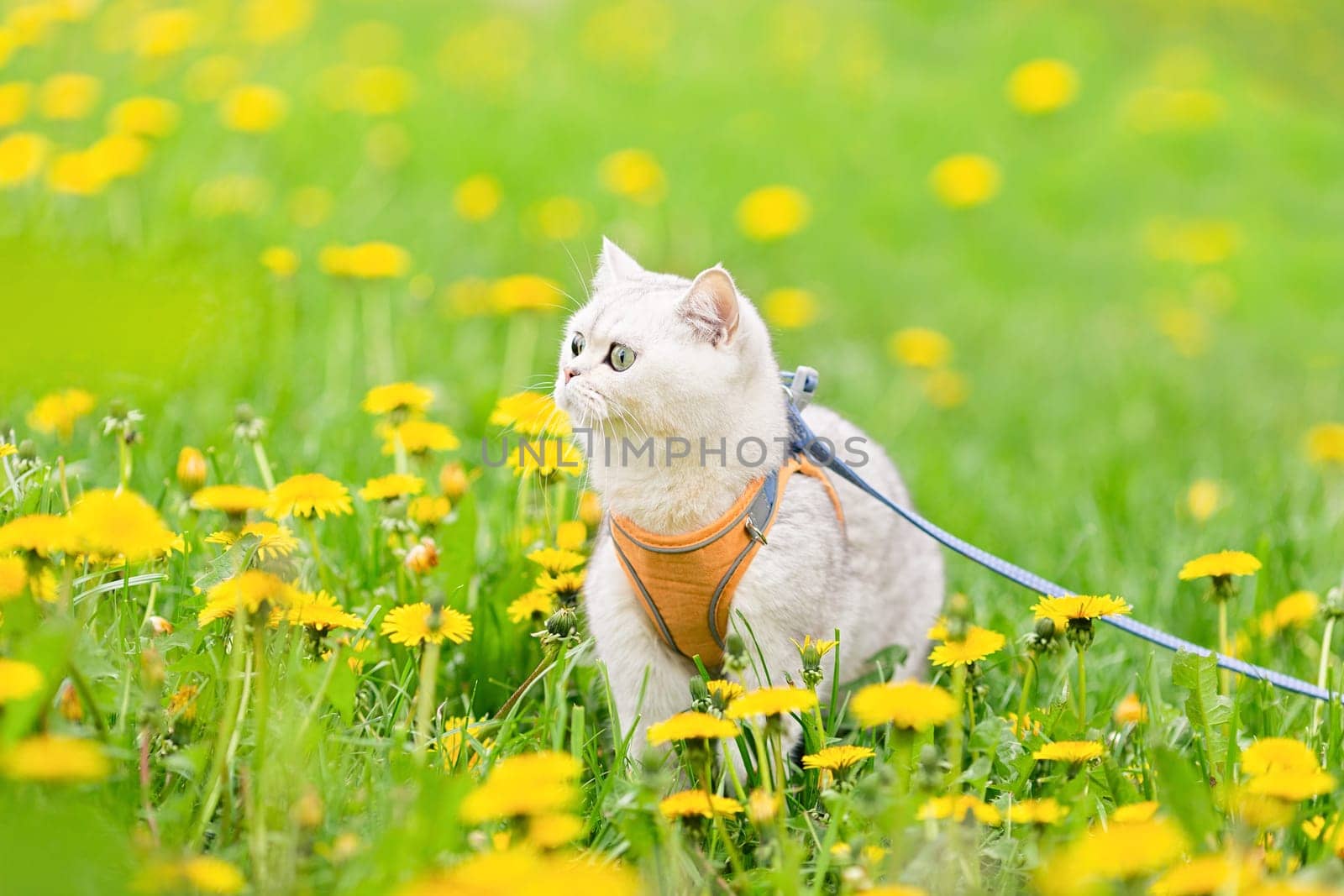 a cute white British cat dressed in an orange harness walks in the spring on the grass with yellow dandelions, looks away. Close up. copy space