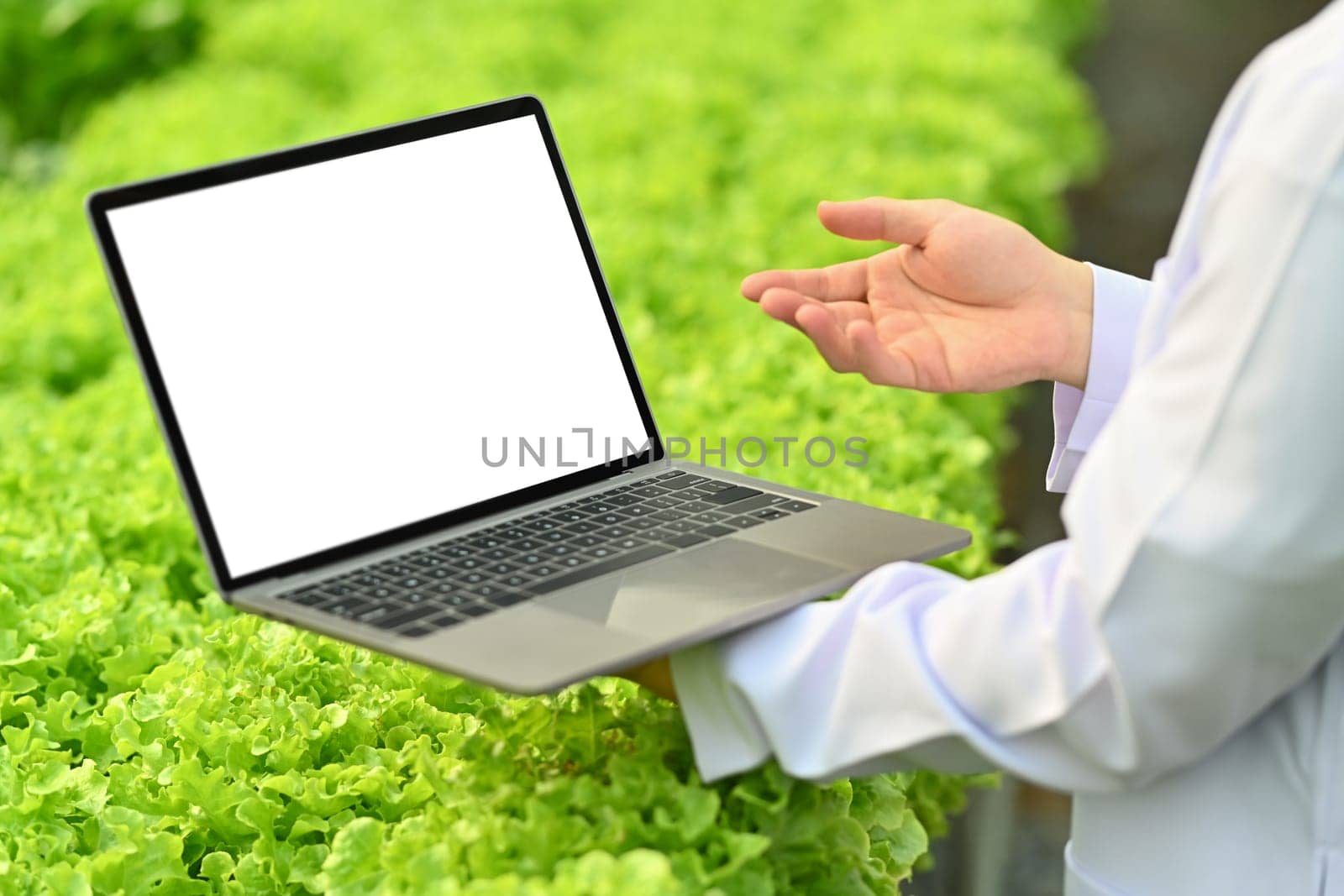 Midsection of scientist holding laptop with blank screen, standing among vegetable in industrial greenhouse.