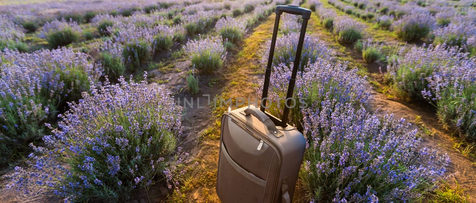 suitcase in lavender field, travel lifestyle concept. by Andelov13