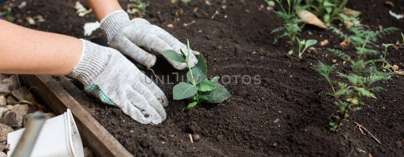 Hand of woman gardener in gloves holds seedling of small apple tree in her hands preparing to plant it in the ground. Tree planting