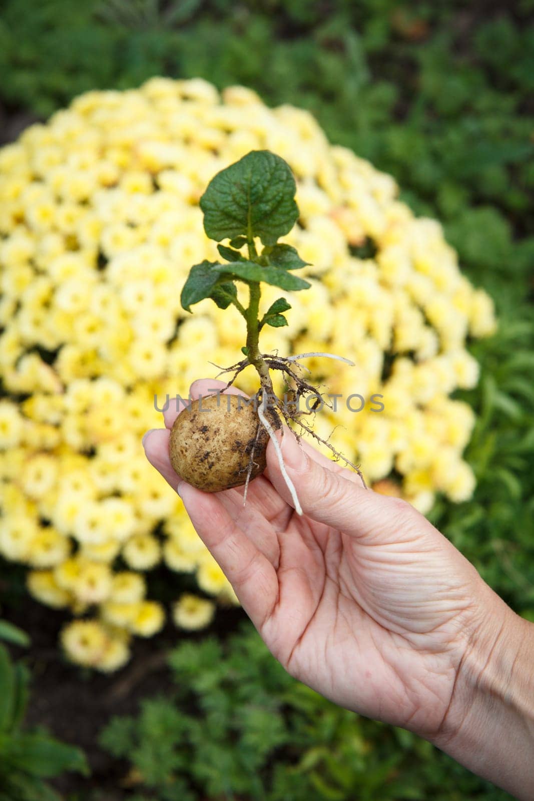 Sprouted potato tuber with green leaves in woman's hand. Potato seed in natural blurred background. Shallow depth of field.