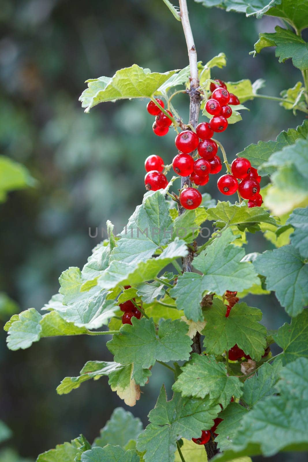 Red currant on bush in garden in summer day with blurred natural background.