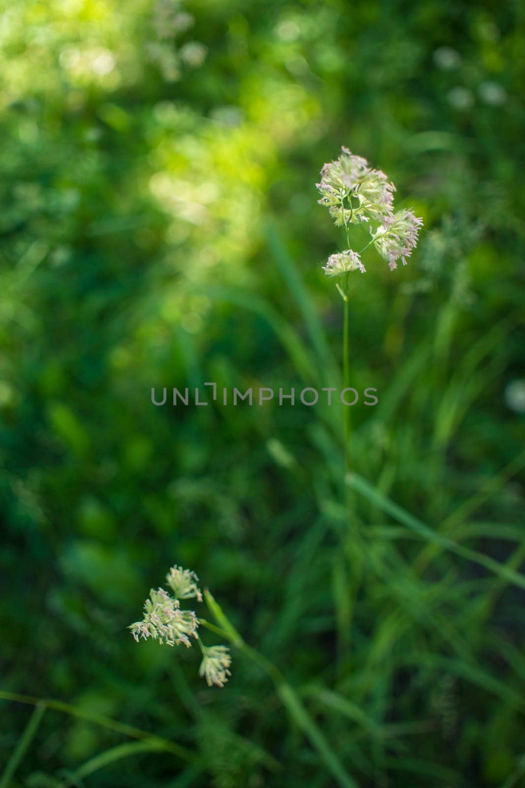 flowering ears of weeds. natural lawn in the bright sun. natural summer background with green grass