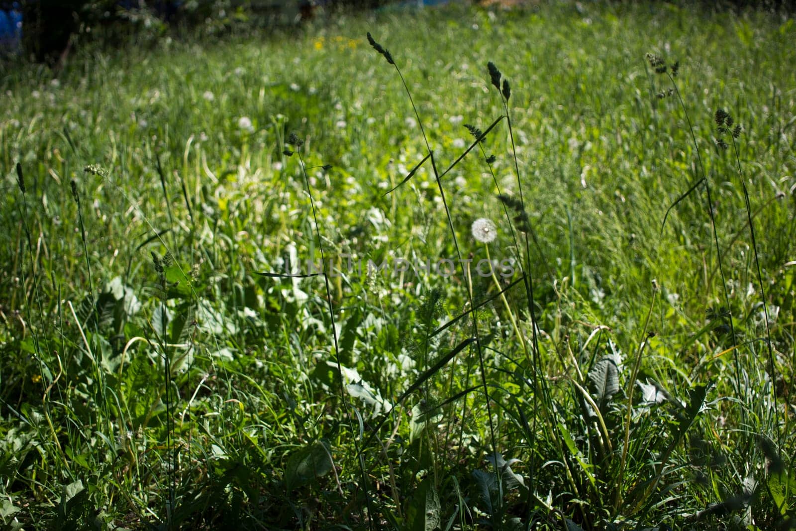 flowering ears of weeds. natural lawn in the bright sun by kajasja