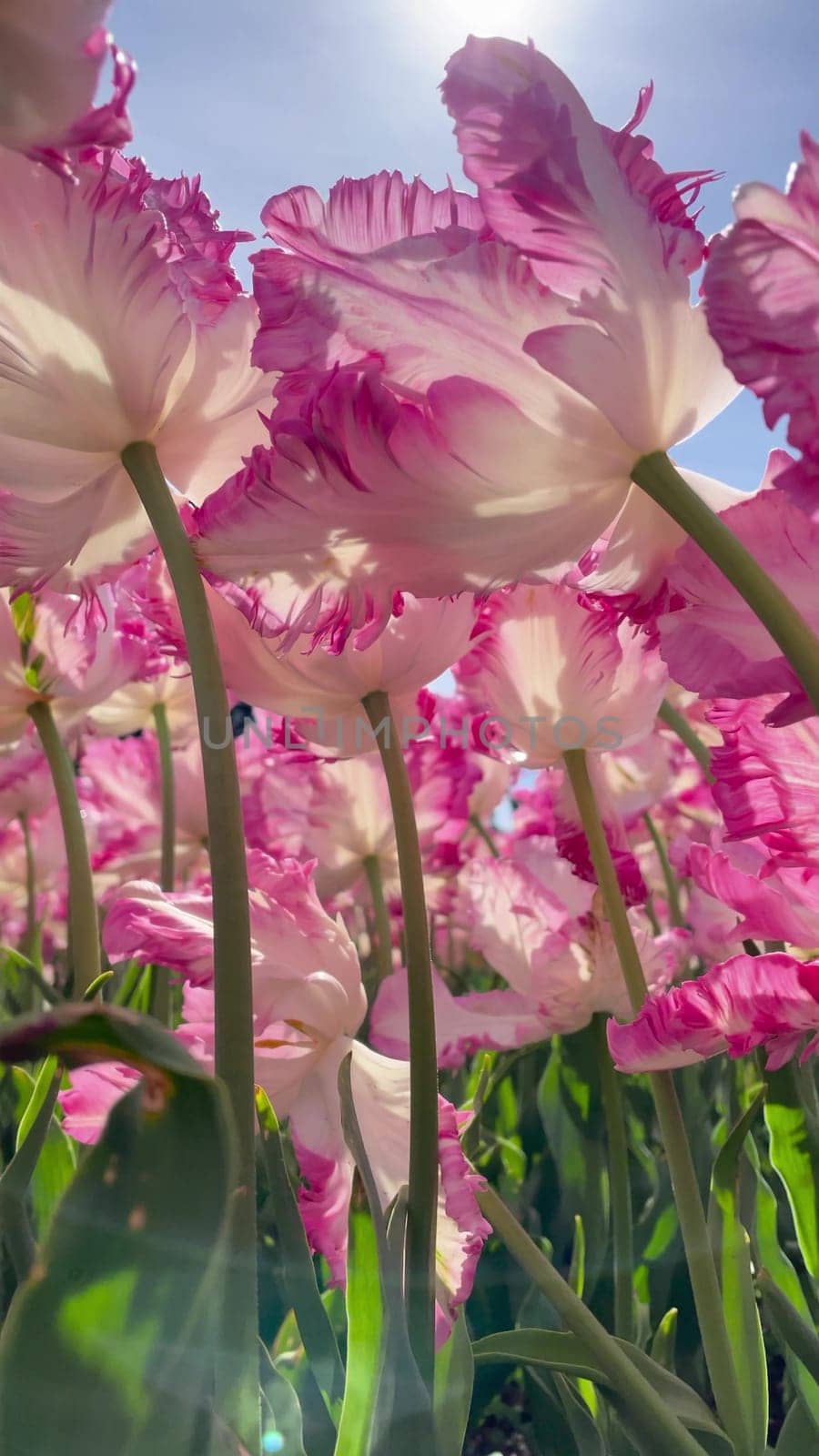 Blooming pink tulips flowerbed. in a flower garden Horizontal camera rotation