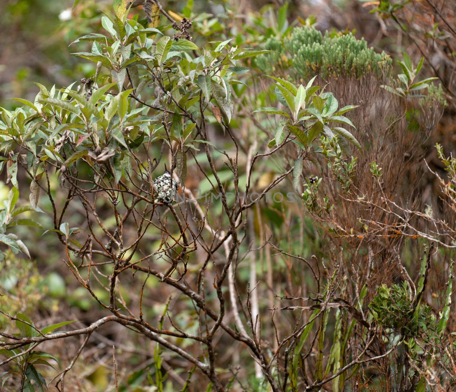 Close-up of a hummingbird's nest on a branch with the bird incubating eggs, surrounded by branches.