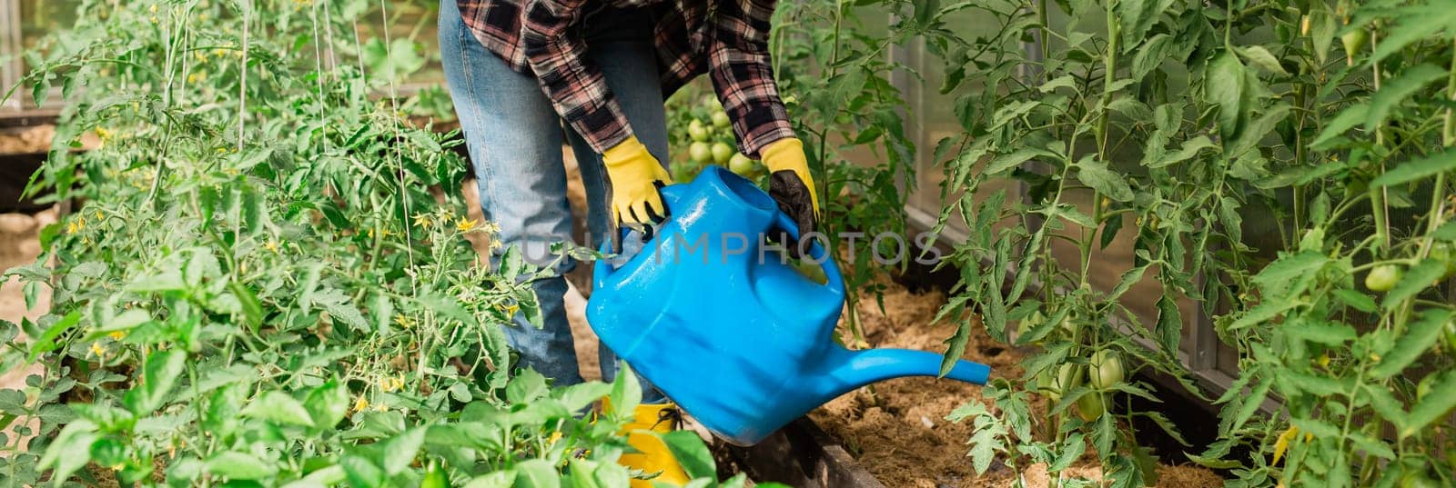 Woman with garden watering can waters plants and green tomatoes, gardening and greenhouse