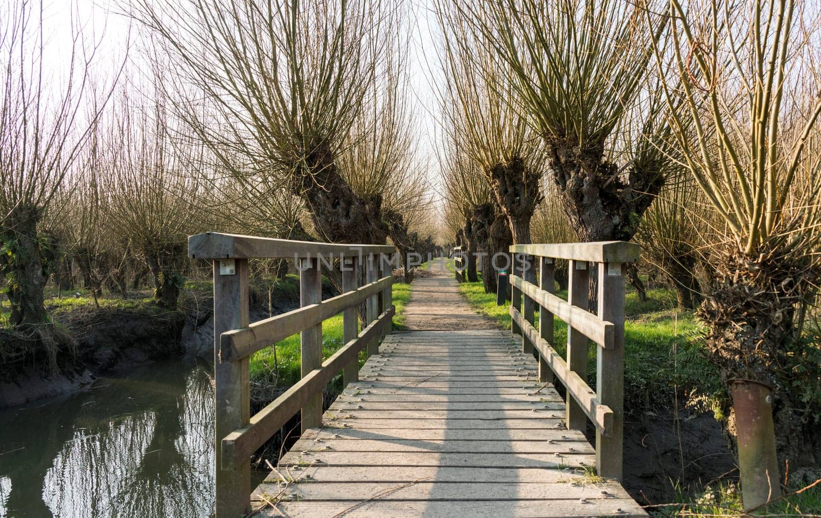 wooden bridge in nature with willows by compuinfoto