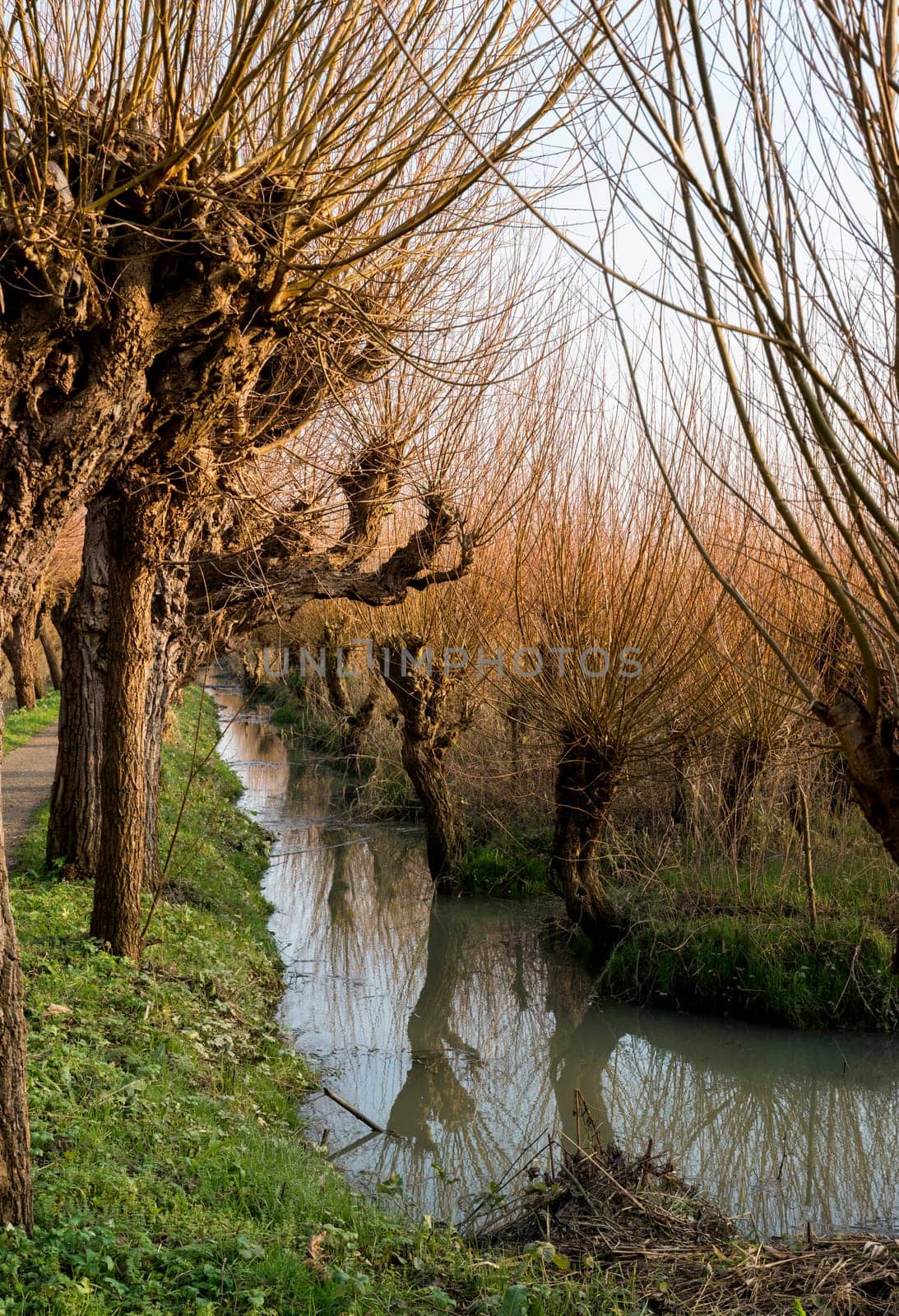 pollard willow in nature in Holland by compuinfoto