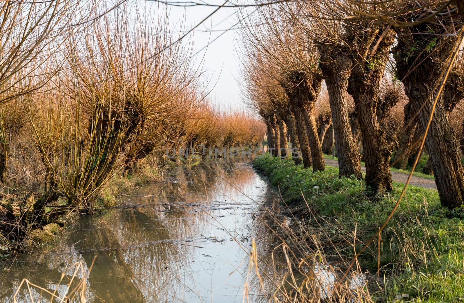 Pollard willows in de rhoonse grienden in Holland ,used for the production of willow wood for fences and furniture