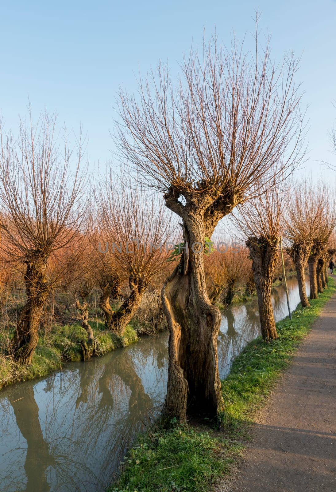 pollard willow in nature in Holland by compuinfoto