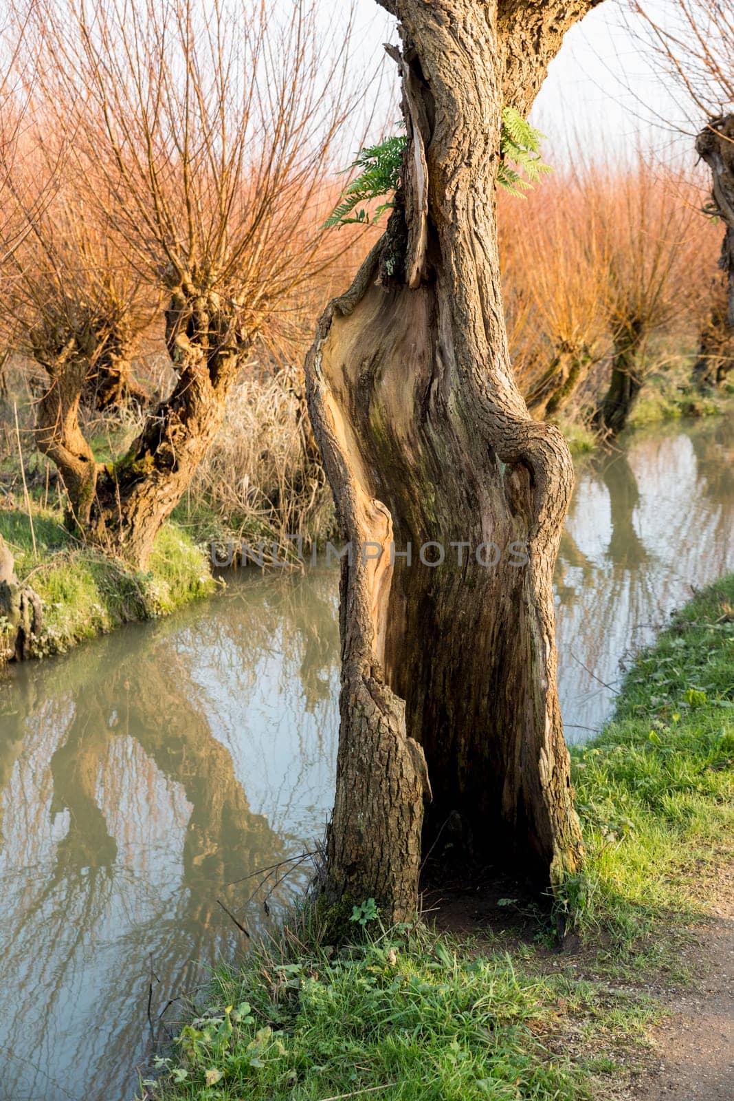 open Pollard willows in de rhoonse grienden in Holland ,used for the production of willow wood for fences and furniture